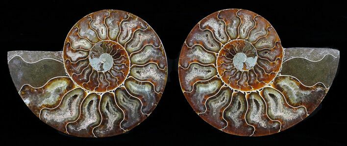 Cut & Polished Ammonite Fossil - Agatized #58710